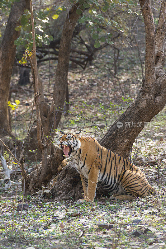 ranthambore国家公园里的孟加拉虎(Panthera tigris tigris)